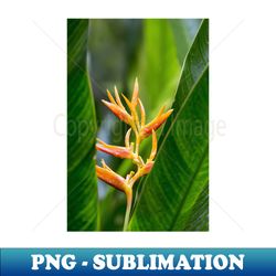 Tropical Heliconia Floral Photography - High-Resolution PNG Sublimation File - Create with Confidence