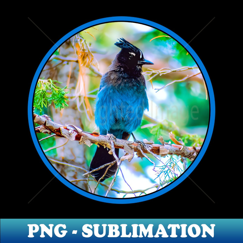 PA-33743_Stellers Jay Photograph 3925.jpg