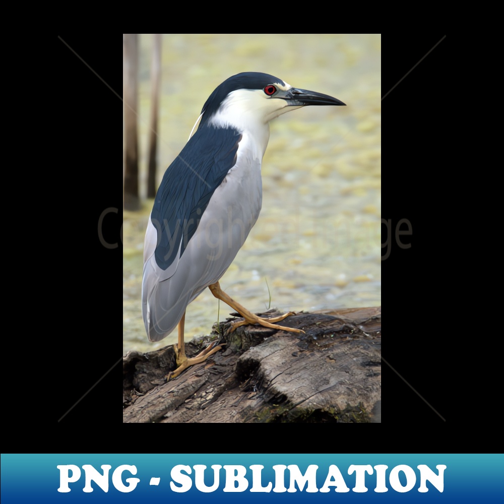 PM-4805_Black Capped Night Heron 3659.jpg
