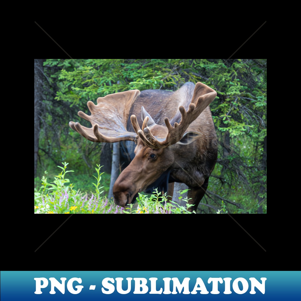 PZ-39577_Wild Male Moose with Antlers in Alaska 1337.jpg
