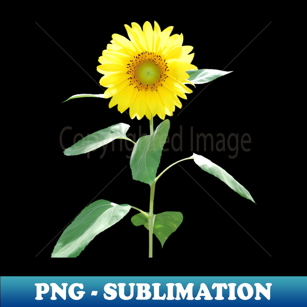QK-34322_Sunflower 7544.jpg