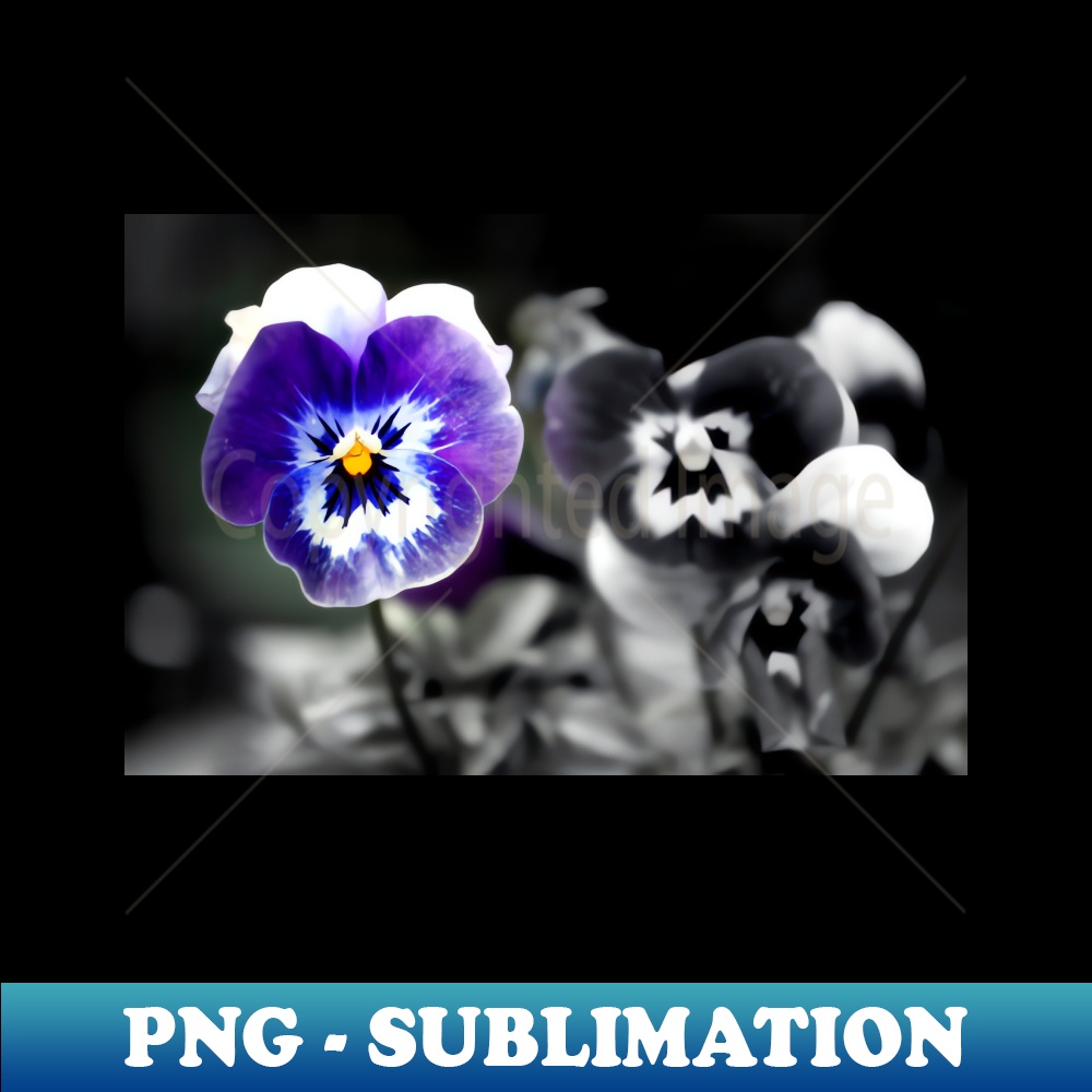 QP-5119_Blue Pansy Pansies Violas Summer Flowers 3697.jpg