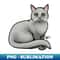 RI-6801_Cat - British Shorthair - Gray 6637.jpg