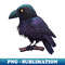 TH-3995_Beautiful Crow with purple tones 8518.jpg