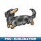 TR-11575_Dog - Long Haired Dachshund - Dapple 7605.jpg