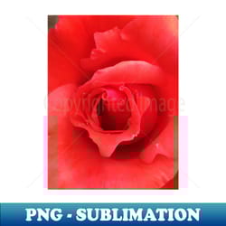 red rose - exclusive png sublimation download - stunning sublimation graphics