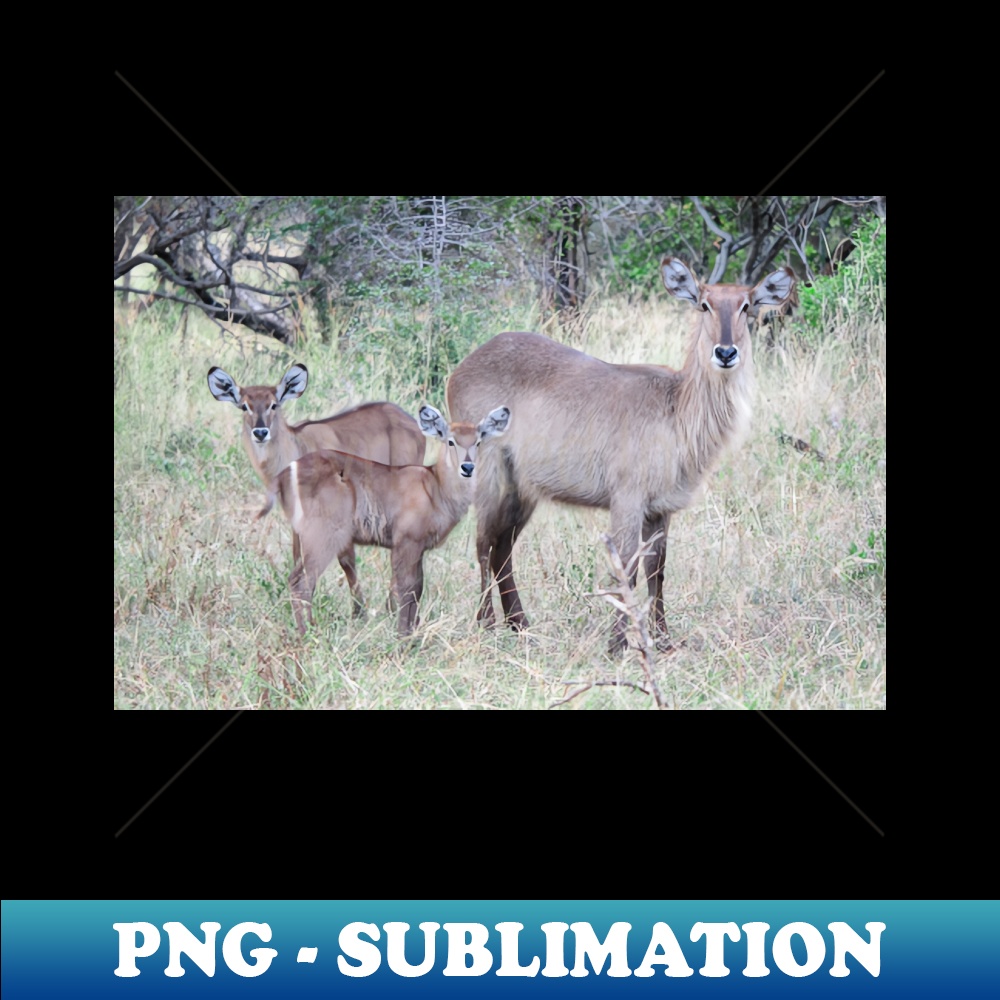 UW-38846_Waterbuck family 1954.jpg