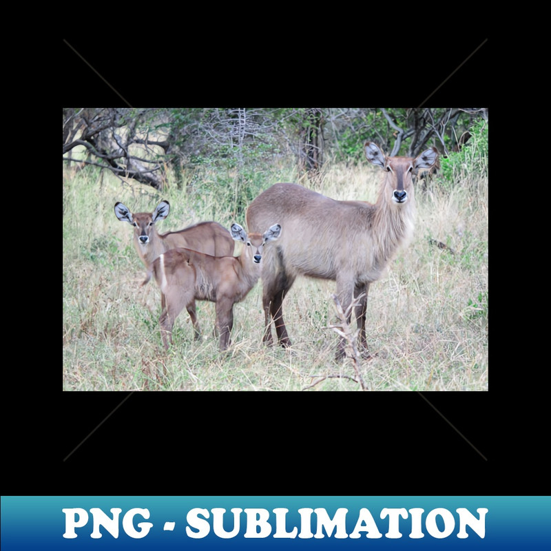 UW-38846_Waterbuck family 1954.jpg