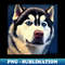 VY-12208_Duke Siberian Husky 3430.jpg