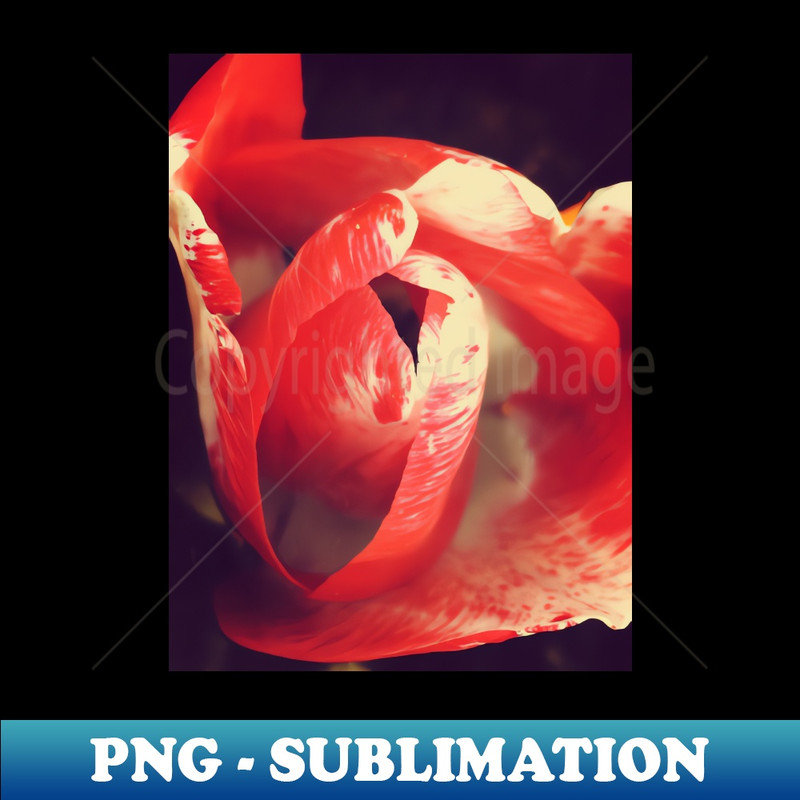 WA-28675_Portrait of a Tulip 3071.jpg