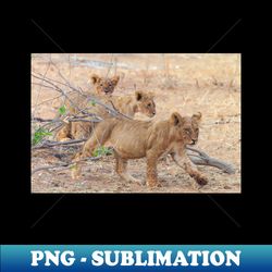three wild african lion cubs - digital sublimation download file - stunning sublimation graphics