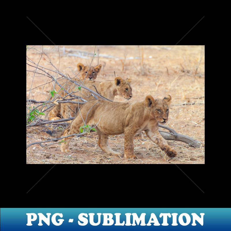 WV-36523_Three Wild African Lion Cubs 8066.jpg