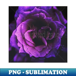 rose - premium png sublimation file - transform your sublimation creations