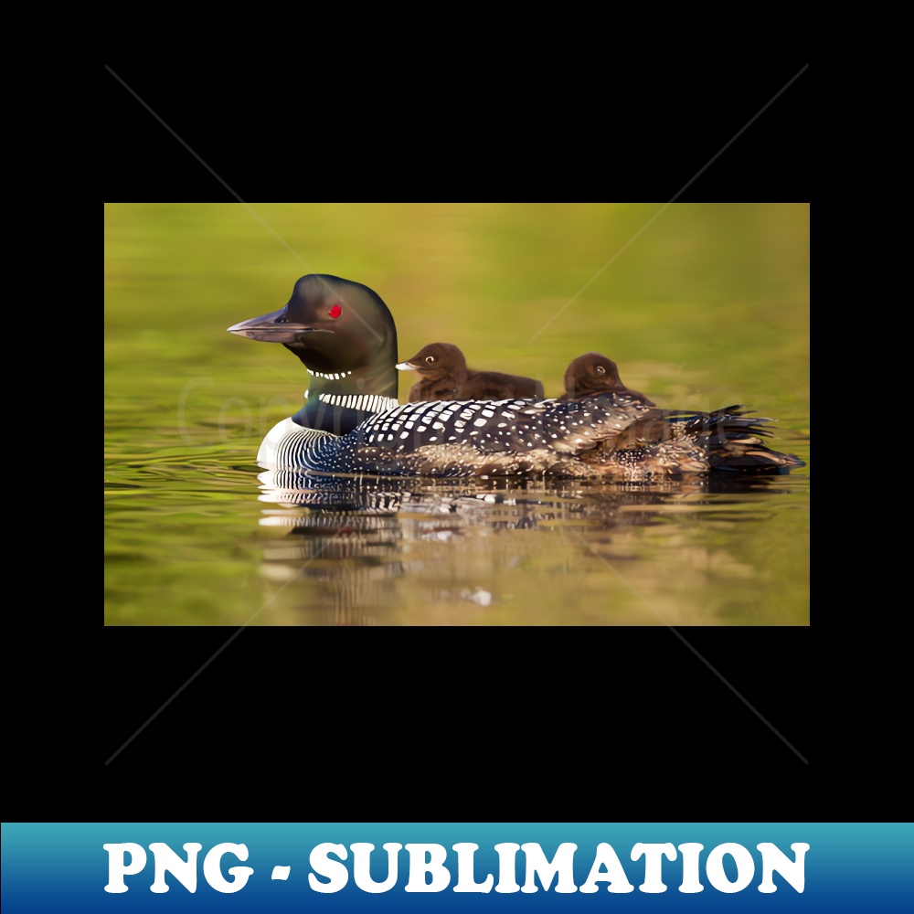 XD-27064_Once around the lake please - Common Loon 5238.jpg