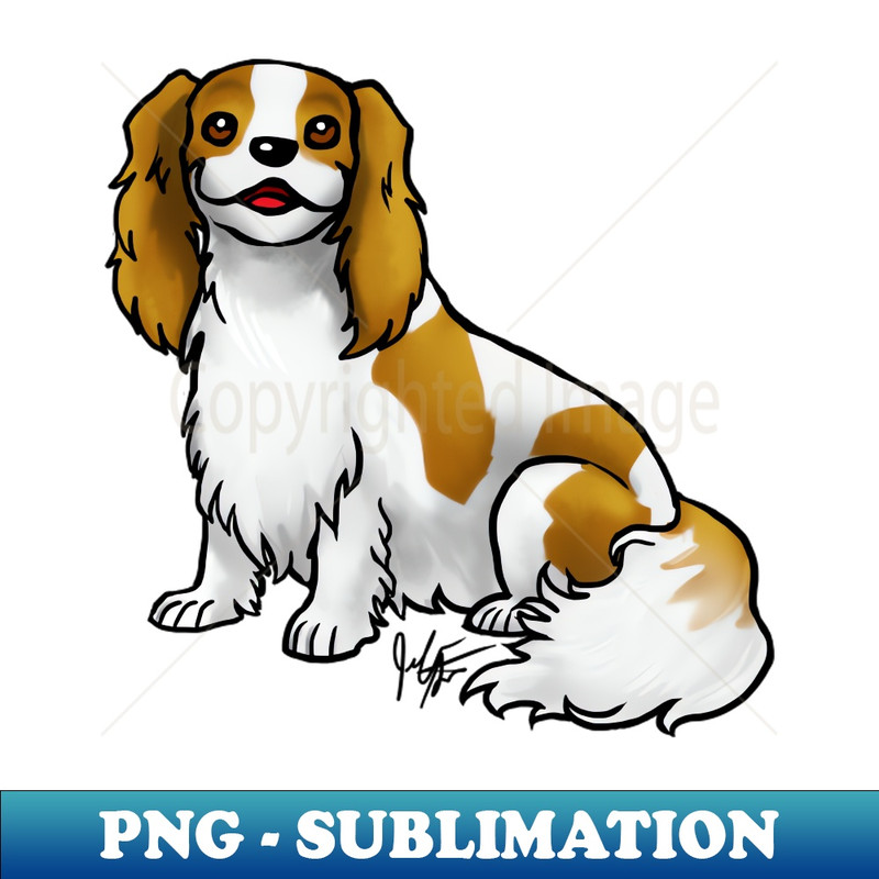 YB-11513_Dog - Cavalier King Charles Spaniel - Blenheim 8496.jpg