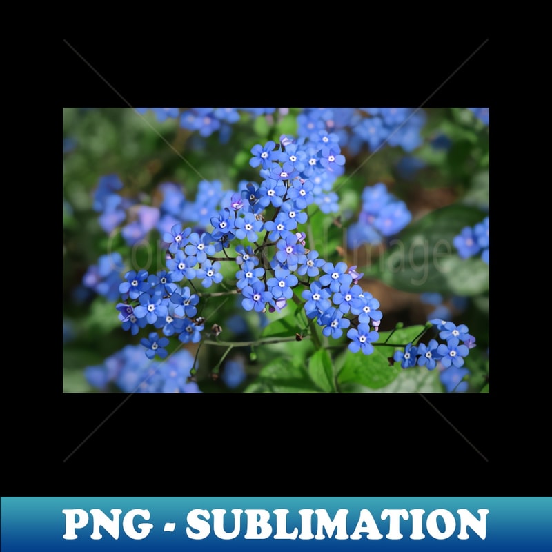 YC-14329_Forget-me-nots Myosotis 3866.jpg