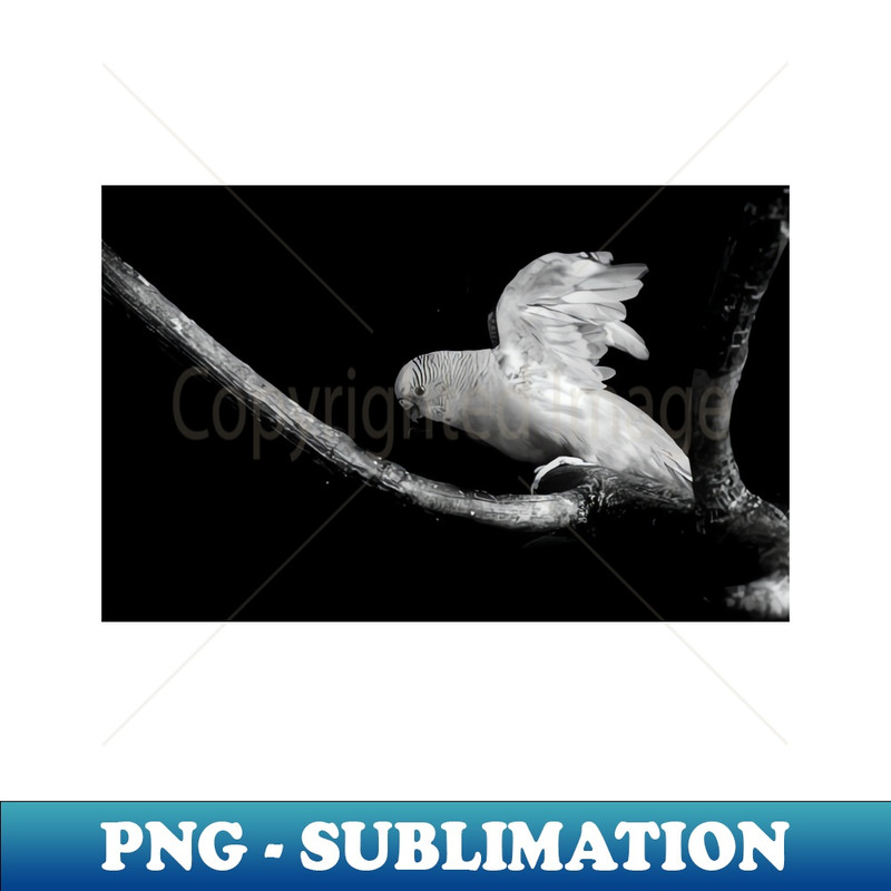 YK-14208_Flying Parakeet in Black and White 7676.jpg