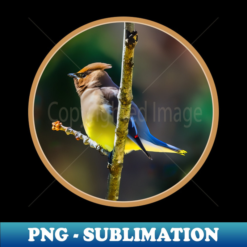 AI-5928_Cedar Waxwing Photograph 7555.jpg