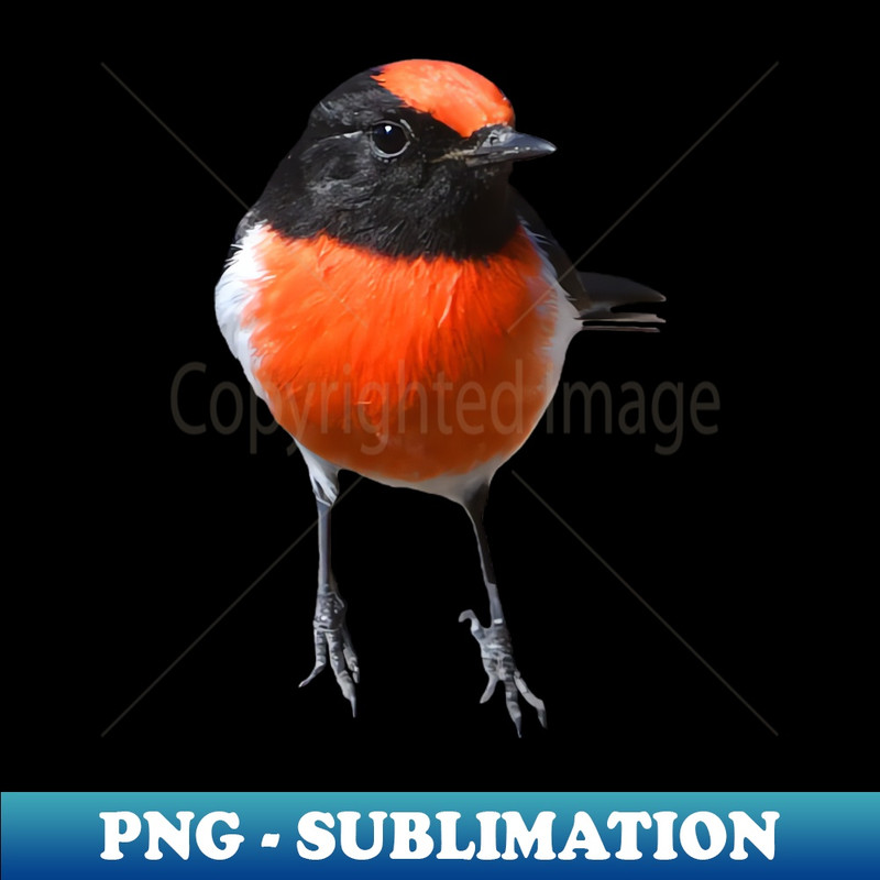BK-23273_Red-capped Robin 7 7750.jpg