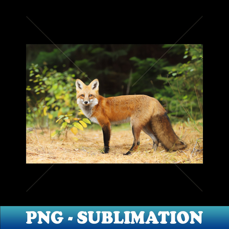 CA-31223_Young Red Fox - Algonquin Park 8933.jpg