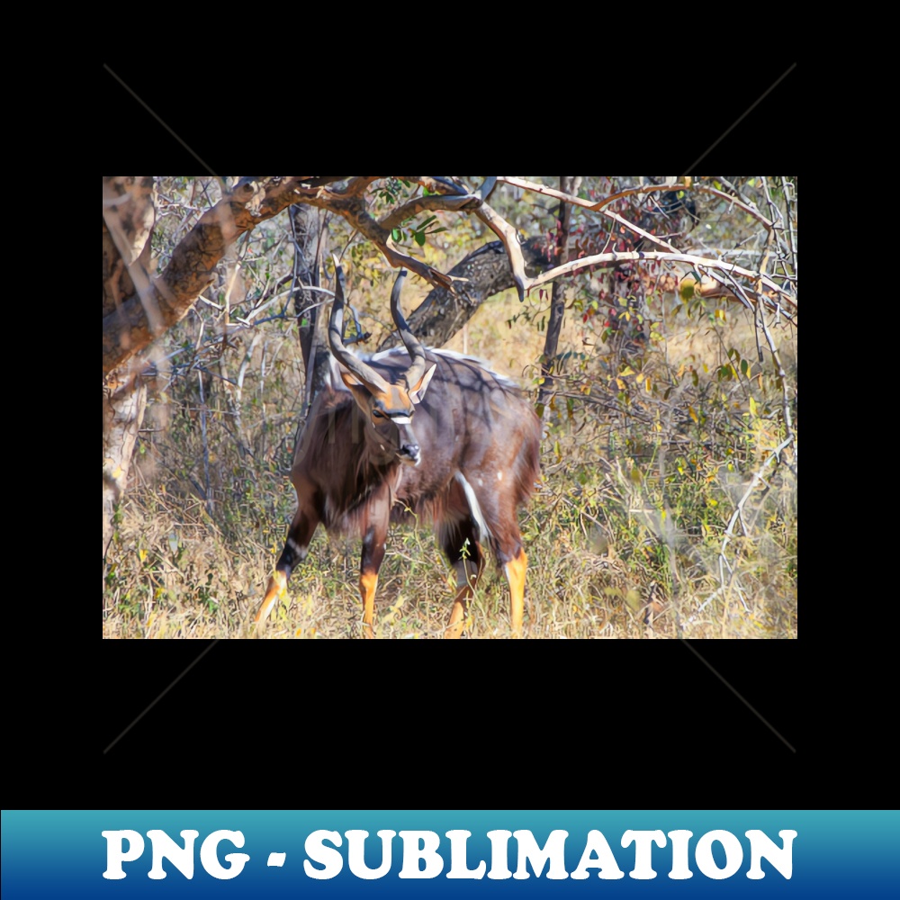 EN-18485_Male Nyala Antelope from South Africa 4803.jpg