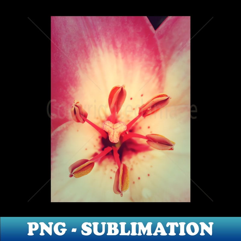 EN-22017_Pink Lily 5187.jpg