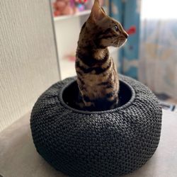 "Round cat house with cozy sleeping spot and play area for your beloved pet."