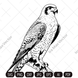 Falcon Svg, Falcon Clipart, Falcon Png, Falcon Head, Falcon Cut Files For Cricut , Falcon Silhouette, Bird Silhouette
