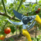 Manual Garden Clippers Bypass Pruners with Comfort Grip for Daily Plant Trimming