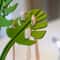 Monstera Mirror Bathroom Organizer And Jewelry Holder 1
