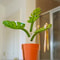 Monstera Mirror Bathroom Organizer And Jewelry Holder 2