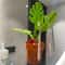 Monstera Mirror Bathroom Organizer And Jewelry Holder 3