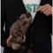 Rocky Raccoon Magic Trick Toy Comedy Stage Gimmick 1