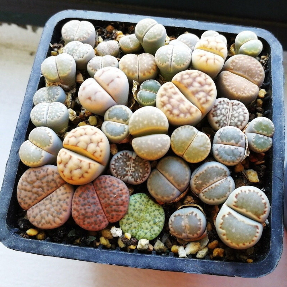 Lithops-50 Mix Seeds-Rare Succulent, Living Stone, Colorful Face, Exotic Rock, Rare Seeds, Organic Seeds, Succulent Decoration, House Plant.jpg