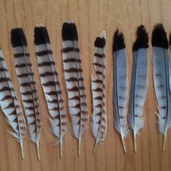 Feathers of bird \ Bird feathers \ Striped feathers
