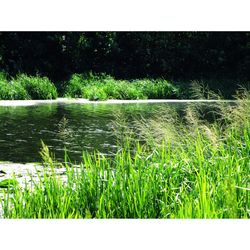 Summer river with grass green palette nature photography wall art | Aesthetic green color tones river downlodable photo