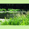 summer_river_with_grass_green_palette_nature_photography_ms2.JPG