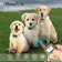 Dog Training Collar Rechargeable Remote Vibration Shock Beep Pet Trainer With Waterproof Receiver 3