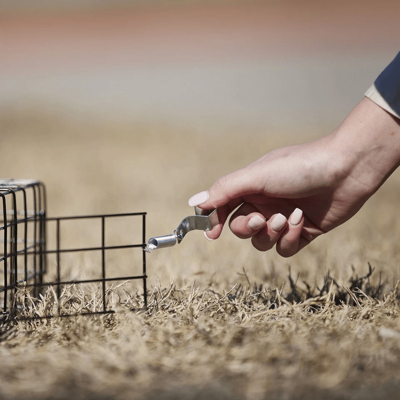 Humane Rugged Ranch SQRTO Squirrelinator Trap Large CatchMor Live Animal Cage With Dual Doors For S 6