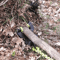 Brush Grubber Original Brush Small Tree Stump Root Puller Remover Tool HeavyDuty Tractor Attachment 4