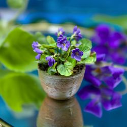 TUTORIAL Miniature wild pansies with air dry clay | Dollhouse miniatures | Miniature plant tutorial