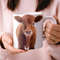 Highland Cute Baby Cow Mug, Little Moo Delight Mug, Cow Lover Birthday Gifts for Women Birthday Gifts for Mom.jpg