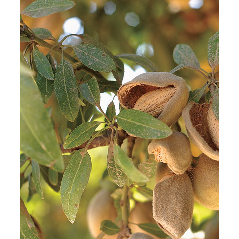 almond-tree.jpg