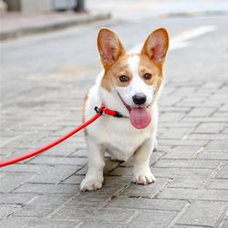 adjustable dog safety training collar: soft, durable leash for pet protection