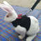 B3XcSmall-Animal-Outdoor-Walking-Harness-and-Leash-Set-Cute-Clothes-for-Puppy-Kitten-Pigs-Bunny-Chinchillas.jpg