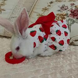 cute rabbit summer dresses with bow | pet clothing for rabbits