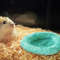 Mpx6Hamster-Coconut-Shell-Hanging-Hammock-Nest-Bed-Hideout-with-Stand-Cage-Accessories-for-Small-Animals-Golden.jpg