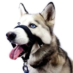 adjustable pet muzzle: anti-biting nose hair mask & training set