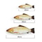 8qEJ20-30-40-Creative-Cat-Toy-3d-Fish-Simulation-Soft-Plush-Anti-Bite-Catnip-Interaction-Chewing.jpg