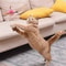 7x9jInteractive-Cat-Toys-Funny-Feather-Teaser-Stick-with-Bell-Pets-Collar-Kitten-Playing-Teaser-Wand-Training.jpg